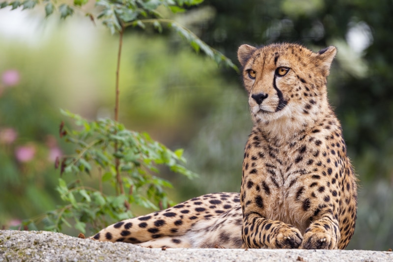 Cheetah lying down on a rock