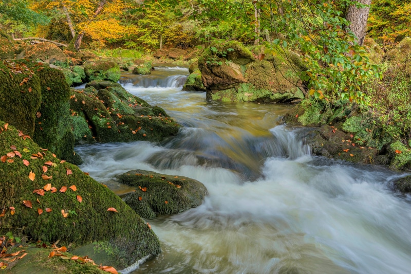 Autumn stream flowing over mossy stones in South Eifel, Germany