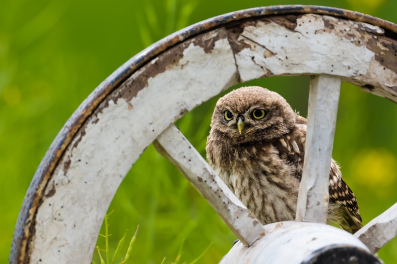 Little Owl on a White Wheel