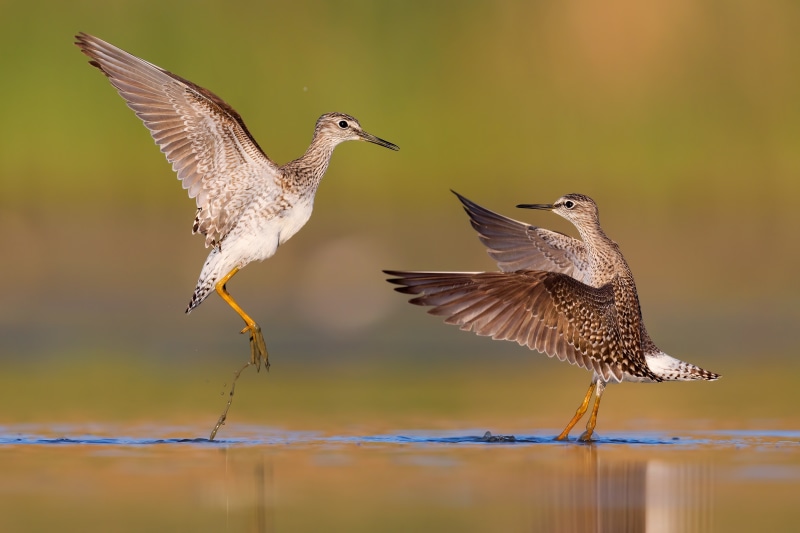 Two wood sandpipers in water