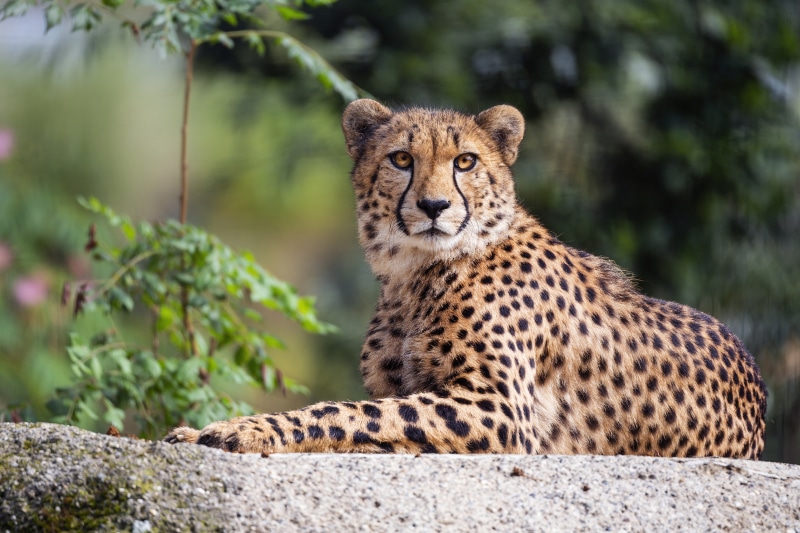 Cheetah lying down on a rock