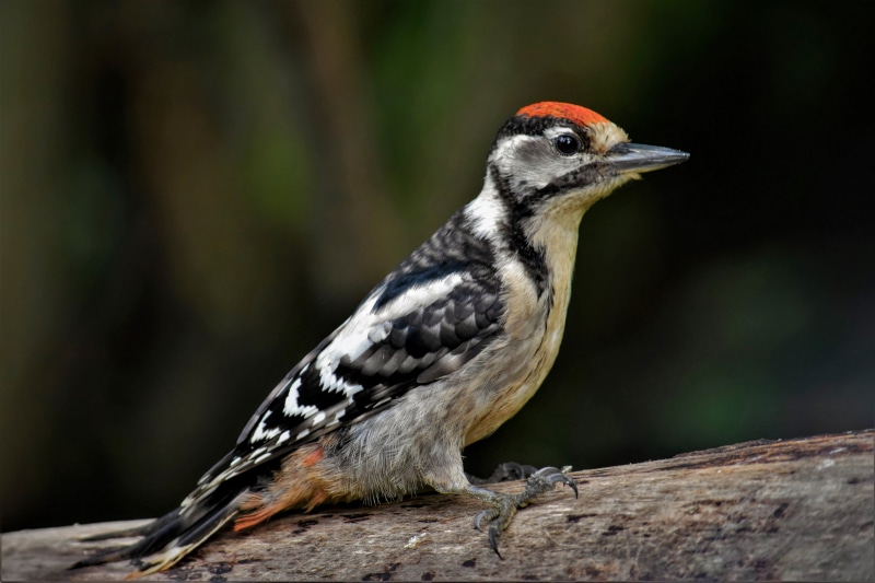 Great Spotted Woodpecker on a branch