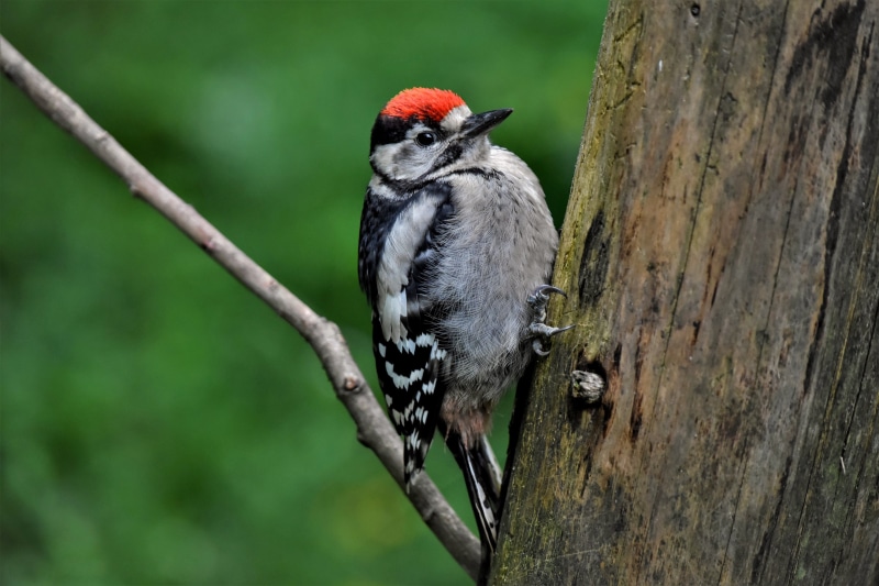 Great Spotted Woodpecker on a tree trunk