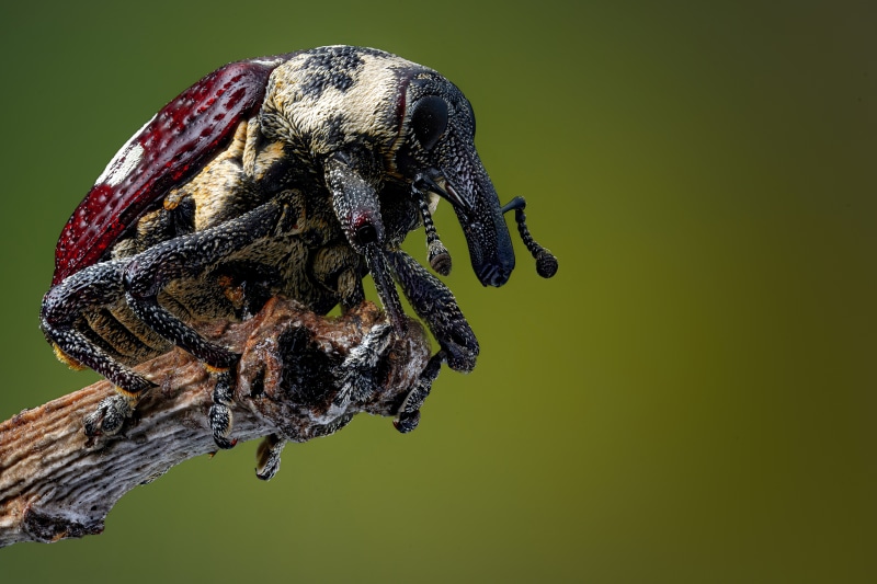 4K closeup of a Curculionid beetle on a branch