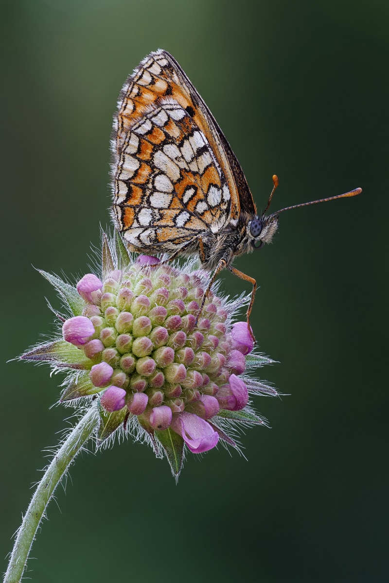 Melitaea Athalia butterfly on a pink flower