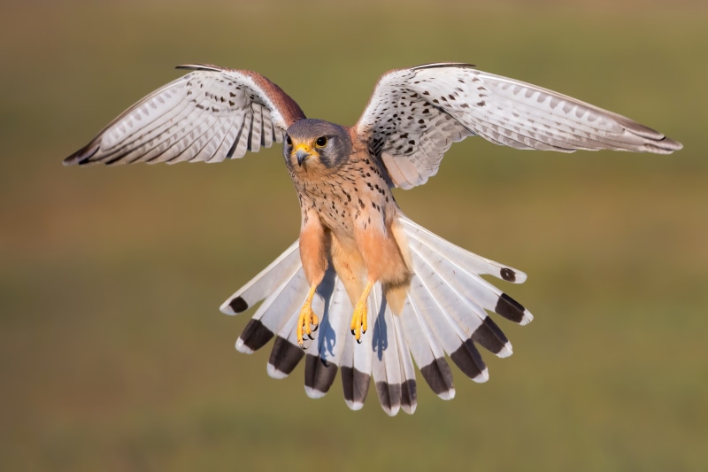Common Kestrel in flight