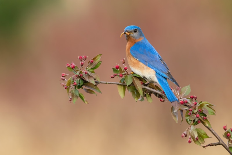 Eastern Bluebird with Worm on Branch