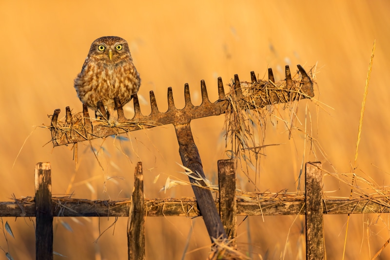 Little owl on a rake on a fence