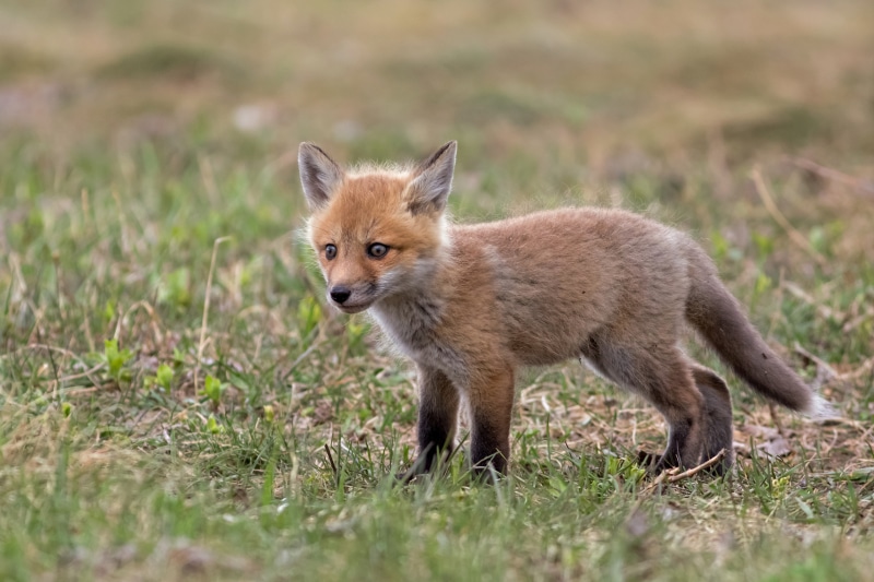 Fox cub in grass