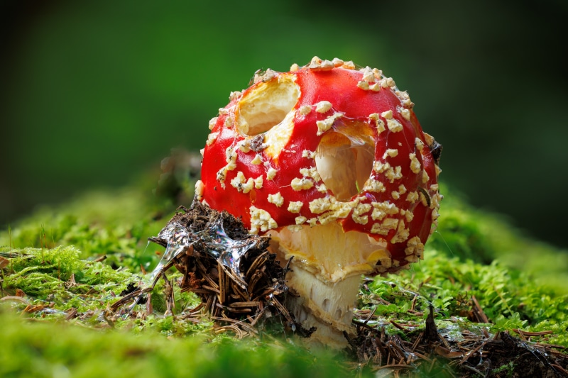 Amanita mushroom on mossy ground