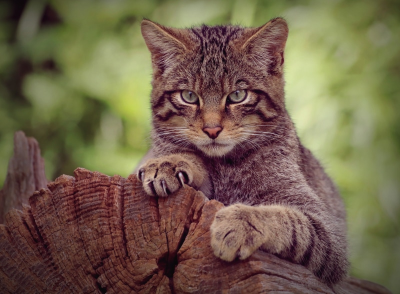 Wildcat resting on a tree stump