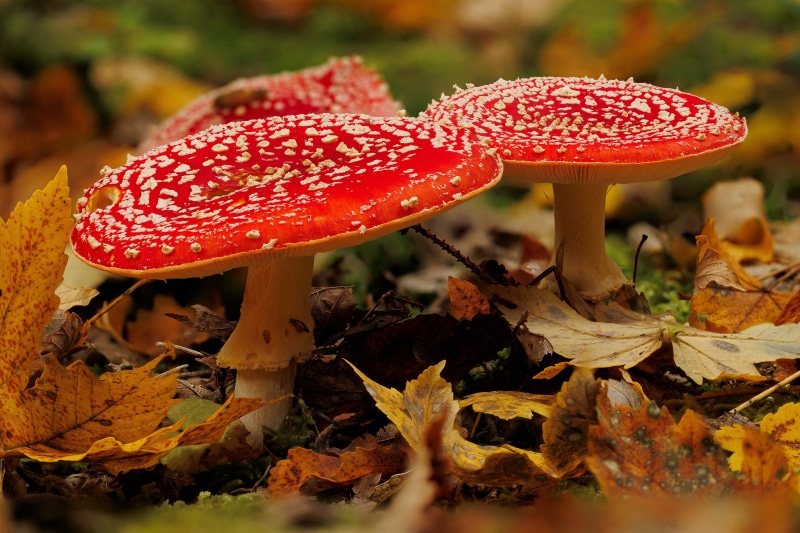 Amanita mushrooms in foliage