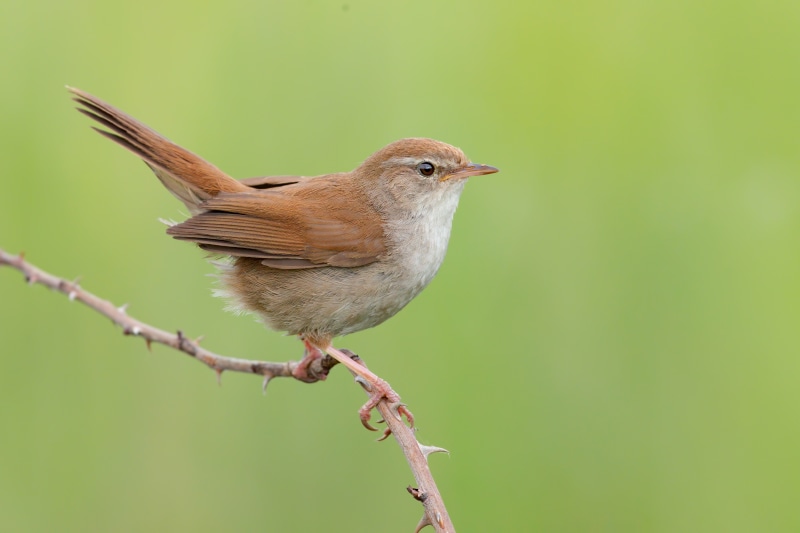 Cetti's Warbler perched on a thorny branch
