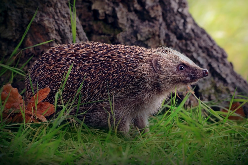 Hedgehog in grass near tree trunk