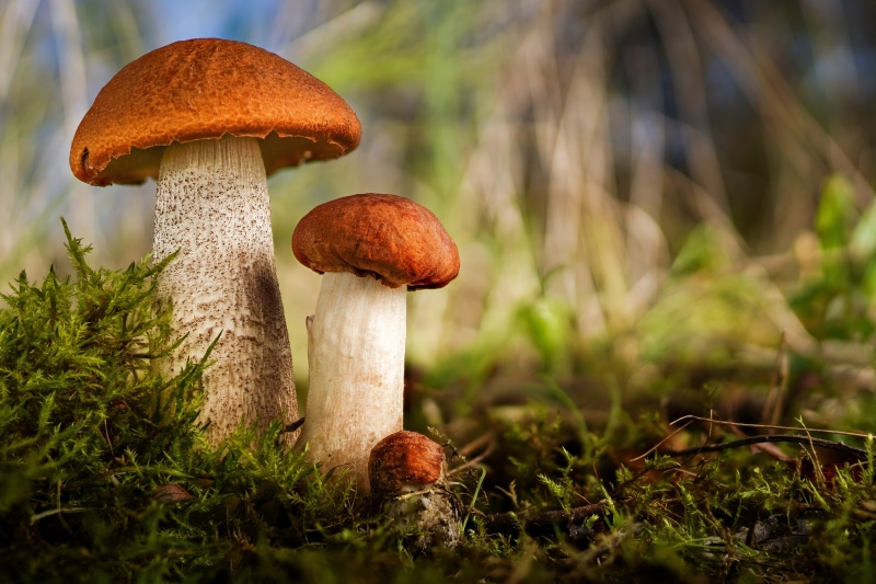 Leccinum aurantiacum mushrooms on moss with bokeh
