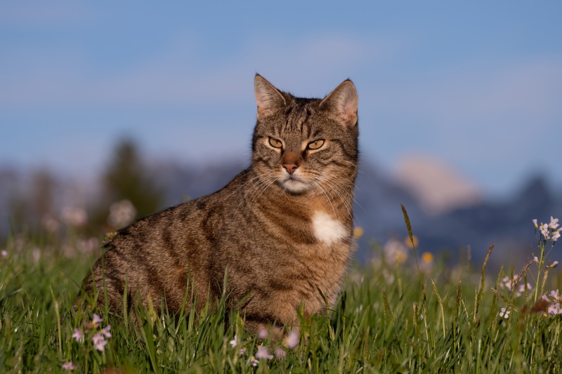 Tabby cat sitting in grass with mountains in background