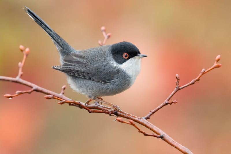 Sardinian Warbler perched on a branch