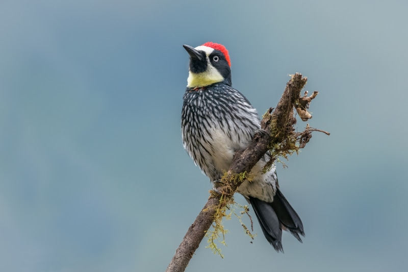 Acorn Woodpecker perched on a branch