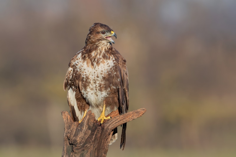 Buzzard perched on a tree stump