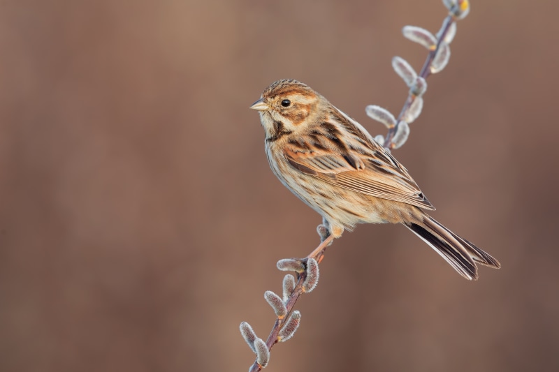 Common Reed Bunting on a Branch