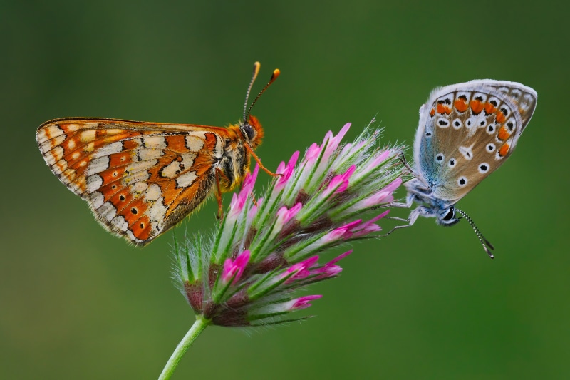 4K Butterflies Euphydryas Aurinia and Polyommatus Icarus on Flower