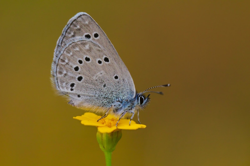4K Glaucopsyche melanops butterfly on a yellow flower