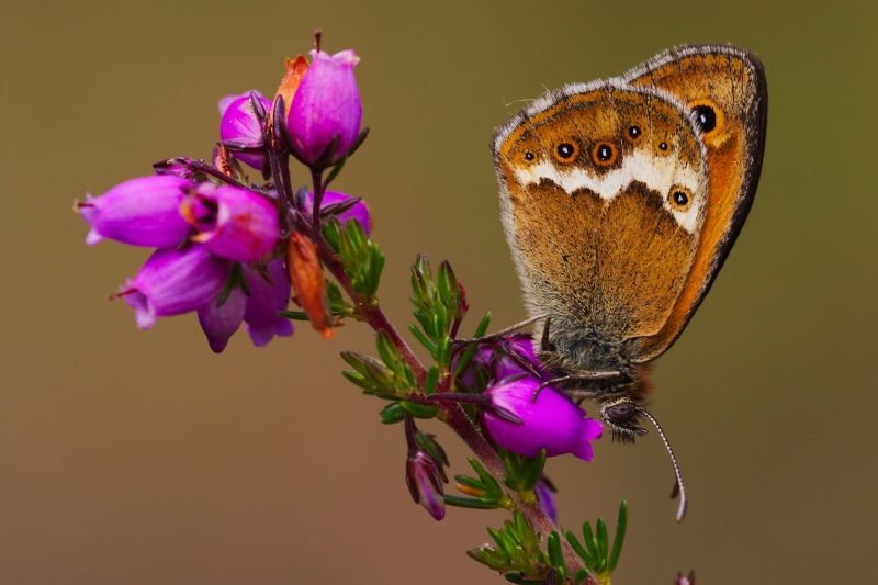 Coenonympha dorus butterfly on purple heather