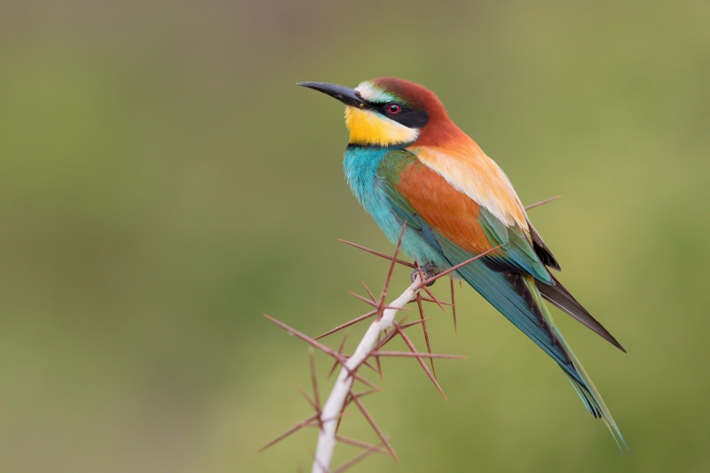 European Bee-eater bird on thorny branch