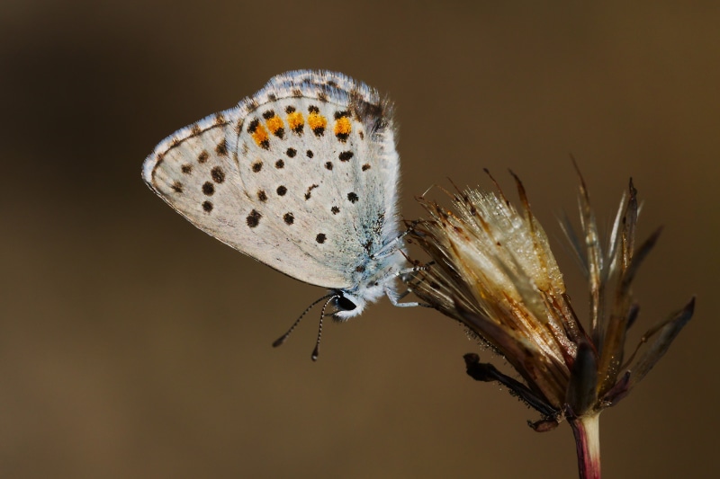 Pseudophilotes baton butterfly on dry plant