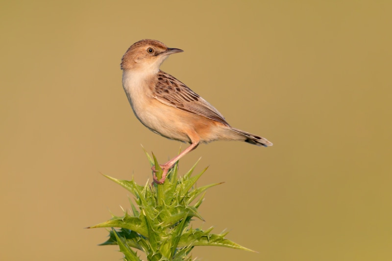 Zitting Cisticola bird on a thorny plant