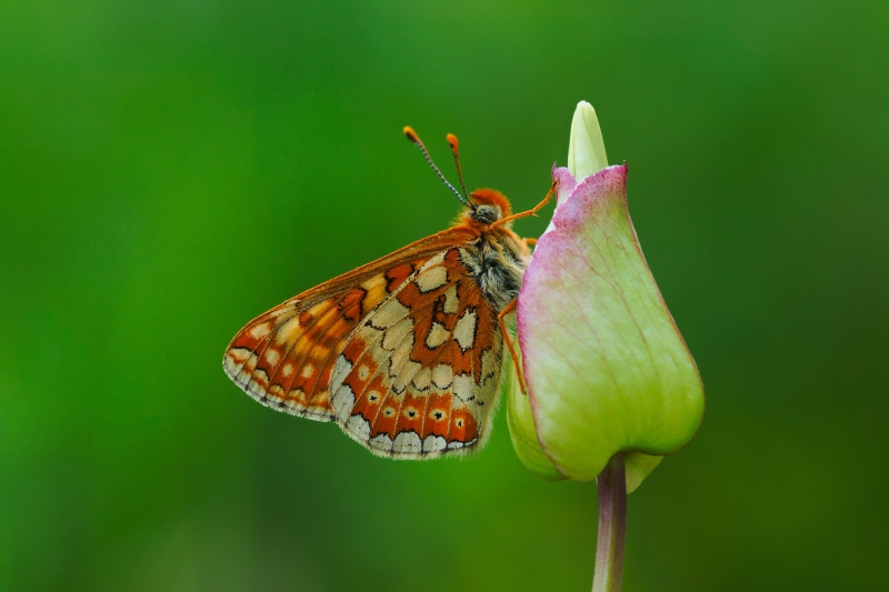 4K Euphydryas aurinia butterfly on flower bud