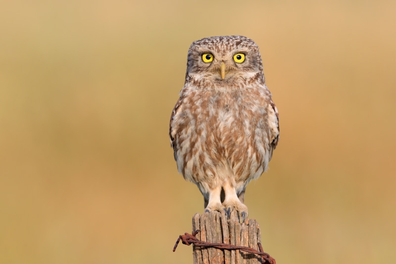 Little owl perched on a wooden post