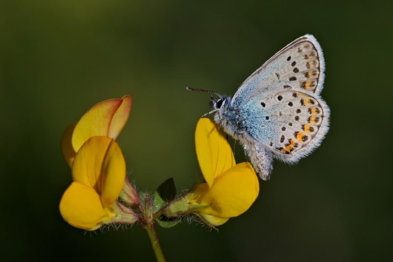 4K Plebejus Argus Butterfly on Yellow Flower