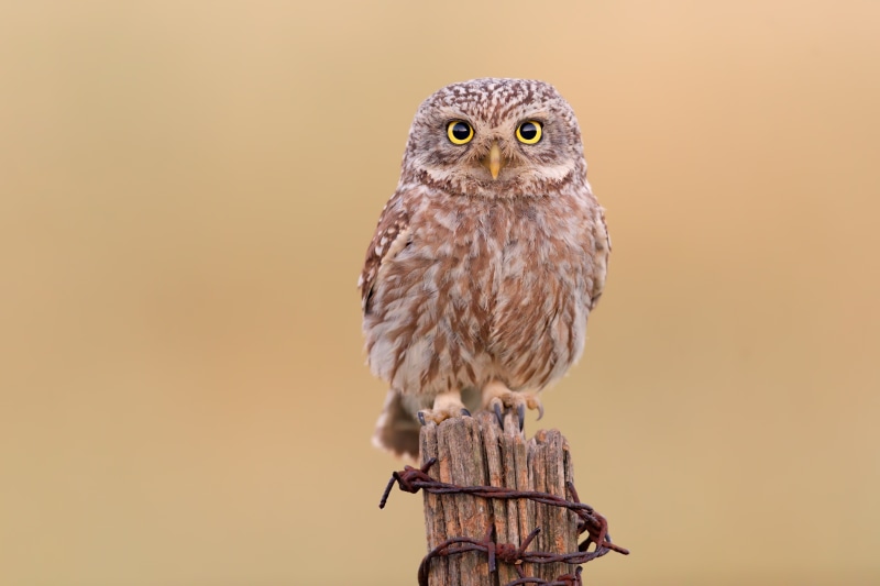 Little Owl perched on a wooden post