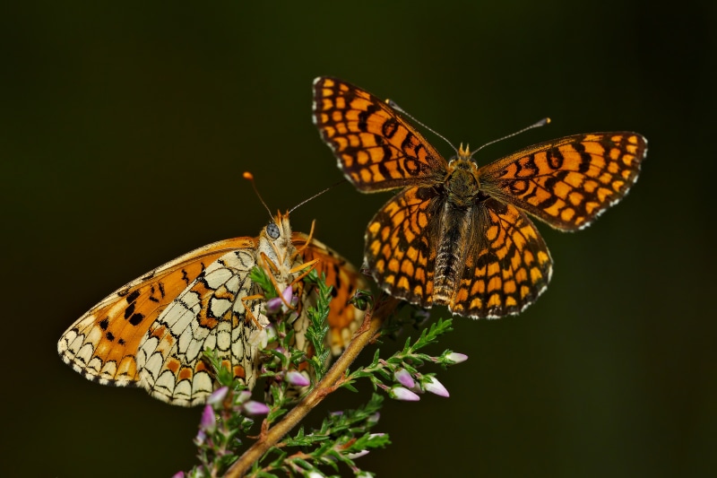 4K Melitaea Deione Butterflies on Heather