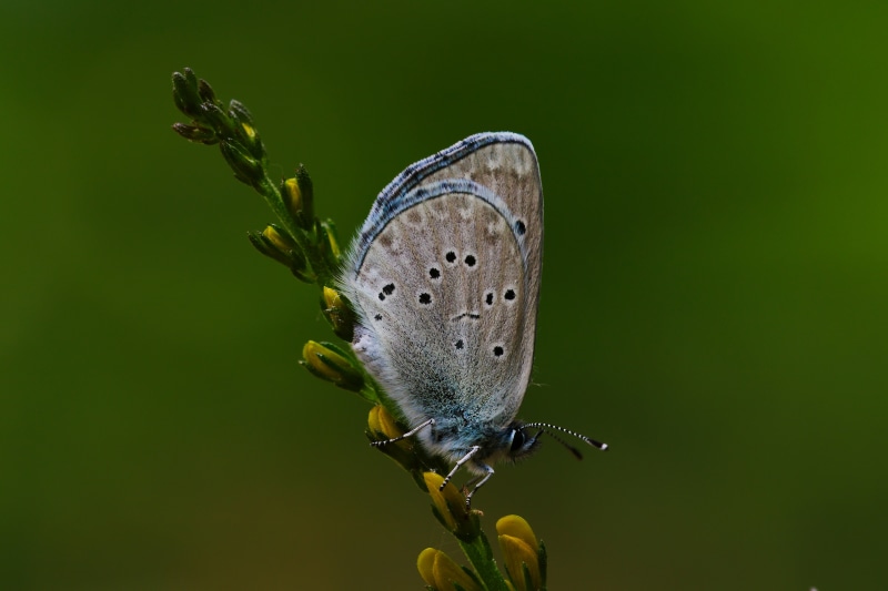 Glaucopsyche melanops butterfly on a plant