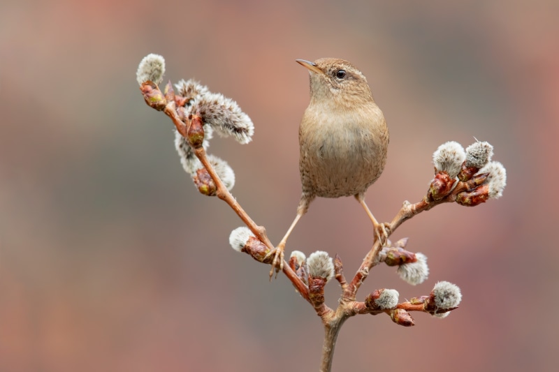 4K Wren Bird on Willow Branches