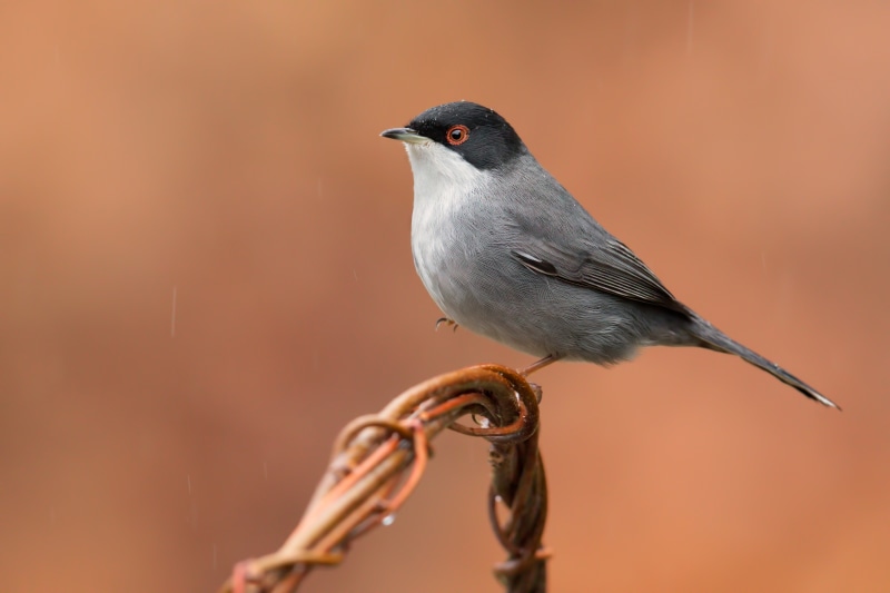 Sardinian Warbler Bird on a Branch