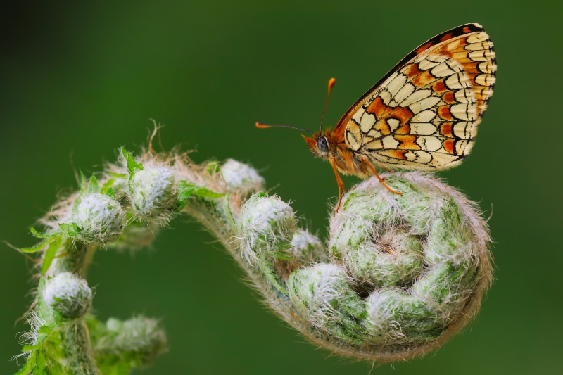 Melitaea Deione butterfly on a fern frond