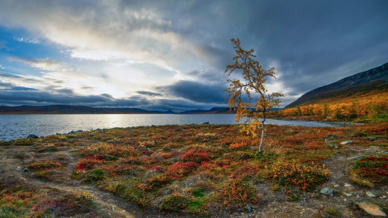 Autumn landscape with lake and birch tree in Lapland, Finland