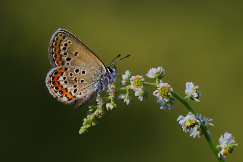 4K Plebejus Argus Butterfly on Flower