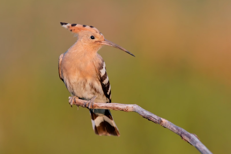 Hoopoe bird perched on a branch