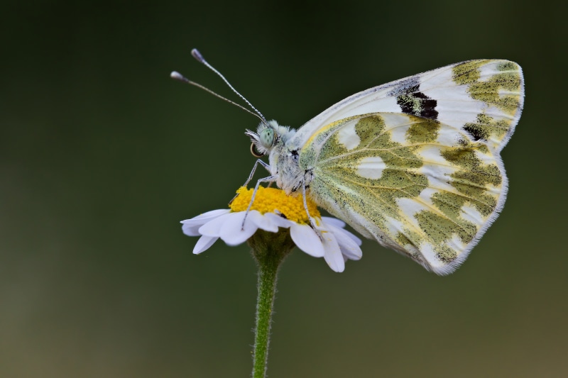 4K butterfly, Pontia Daplidice, on a flower