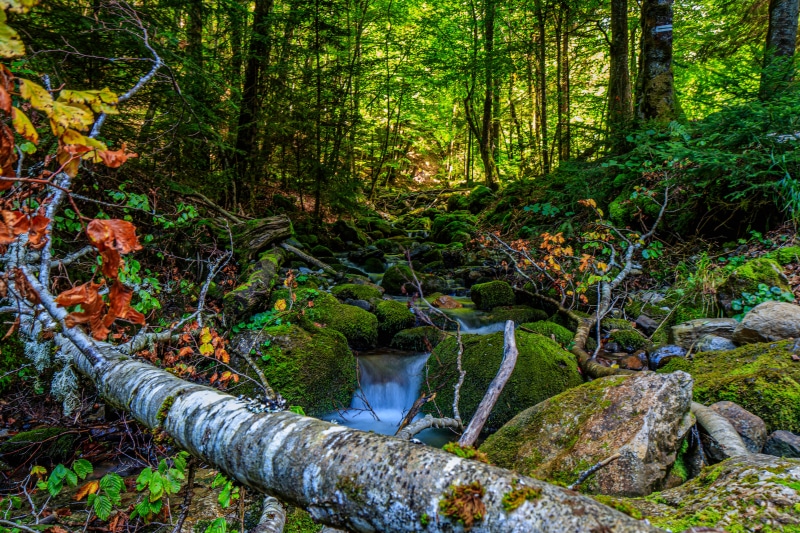 Forest stream with mossy stones in Bellevaux, France