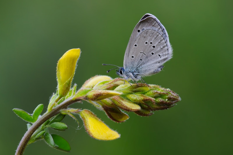 4K butterfly on yellow flower