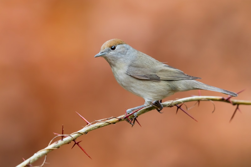 Blackcap bird on a thorny branch