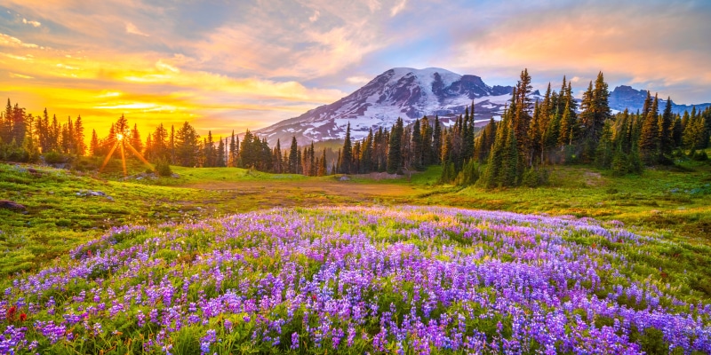 Mount Rainier National Park Lupine Field Sunrise