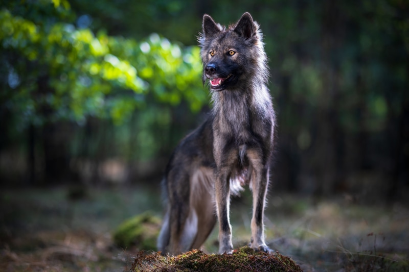 4K Tamaskan dog in forest with bokeh