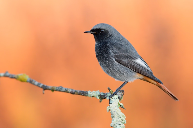 Black Redstart bird on a branch
