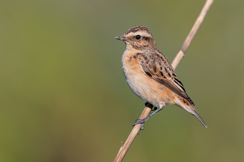 4K Whinchat bird on a branch